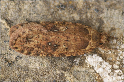Agonopterix heracliana (Linnaeus, 1758) - Плоская моль купырная