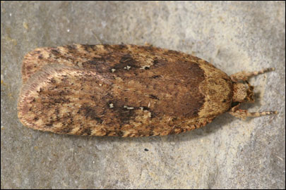 Agonopterix heracliana (Linnaeus, 1758) - Плоская моль купырная