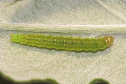 Agonopterix heracliana (Linnaeus, 1758) - ������� ���� ��������