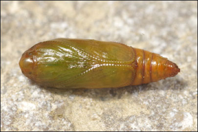 Agonopterix heracliana (Linnaeus, 1758) - ������� ���� ��������