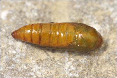 Agonopterix heracliana (Linnaeus, 1758) - ������� ���� ��������