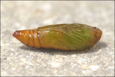 Agonopterix heracliana (Linnaeus, 1758) - ������� ���� ��������