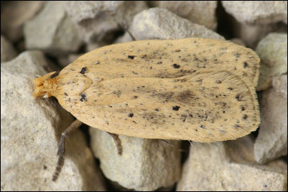 Agonopterix pallorella (Zeller, 1839) - Плоская моль бледная