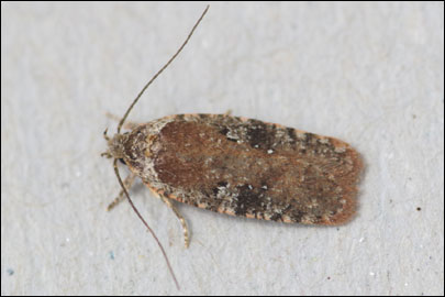 Agonopterix purpurea (Haworth, 1811) - ������� ���� ��������