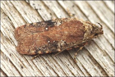 Agonopterix purpurea (Haworth, 1811) - ������� ���� ��������
