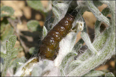 Agonopterix squamosa (Mann, 1864)
 - ������� ���� ����������
