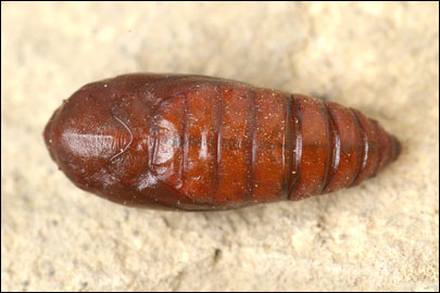 Agonopterix squamosa (Mann, 1864)
 - ������� ���� ����������