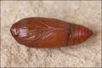 Agonopterix squamosa (Mann, 1864)
 - ������� ���� ����������