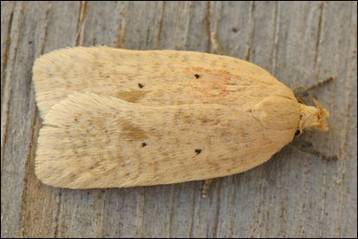 Agonopterix squamosa (Mann, 1864)
 - ������� ���� ����������