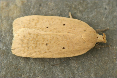 Agonopterix squamosa (Mann, 1864)
 - ������� ���� ����������