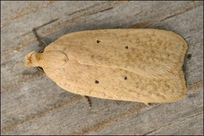 Agonopterix squamosa (Mann, 1864)
 - ������� ���� ����������