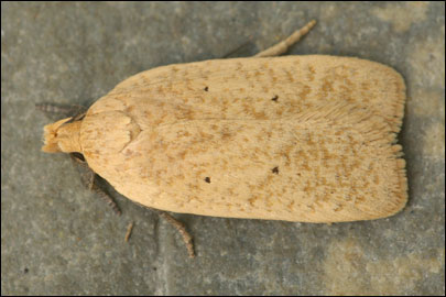 Agonopterix squamosa (Mann, 1864)
 - ������� ���� ����������