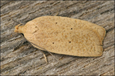 Agonopterix squamosa (Mann, 1864)
 - ������� ���� ����������