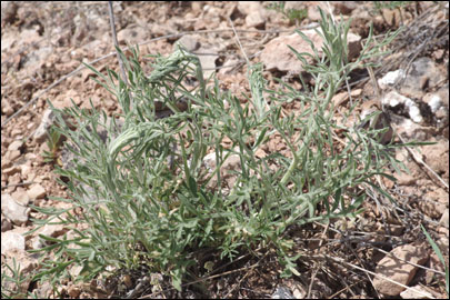 Agonopterix squamosa (Mann, 1864)
 - ������� ���� ����������
