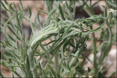Agonopterix squamosa (Mann, 1864)
 - ������� ���� ����������