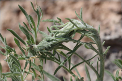 Agonopterix squamosa (Mann, 1864)
 - ������� ���� ����������
