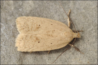 Agonopterix squamosa (Mann, 1864)
 - ������� ���� ����������