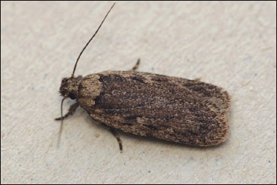 Depressaria badiella (Hubner, [1796]) - ������� ���� ������