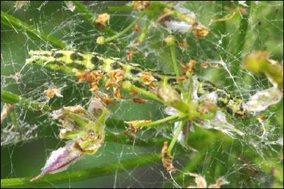 Depressaria chaerophylli Zeller, 1839 - ������� ���� ���������