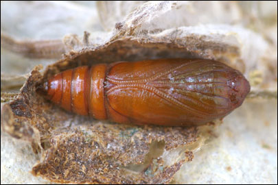 Depressaria libanotidella Schlager, 1849 - Плоская моль порезниковая