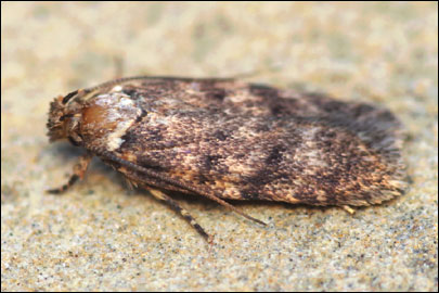 Depressaria marcella Rebel, 1901 - ������� ���� �����