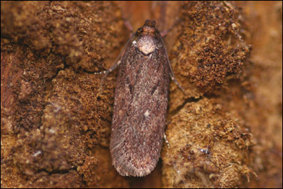 Depressaria subalbipunctella Lvovsky, 1981 - Плоская моль подбелоточечная
