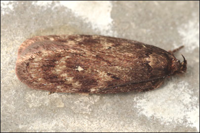 Depressaria subalbipunctella Lvovsky, 1981 - Плоская моль подбелоточечная