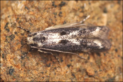 Dystebenna stephensi (Stainton, 1849) -  