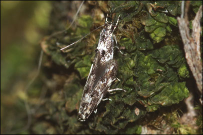 Dystebenna stephensi (Stainton, 1849) -  