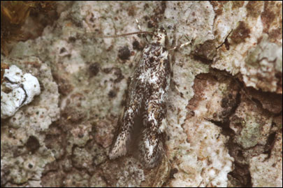 Dystebenna stephensi (Stainton, 1849) -  