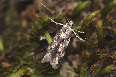 Dystebenna stephensi (Stainton, 1849) -  