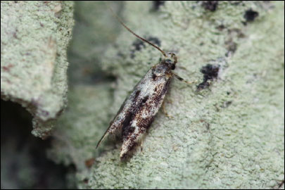 Dystebenna stephensi (Stainton, 1849) -  