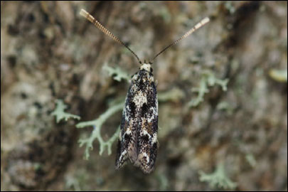 Dystebenna stephensi (Stainton, 1849) -  