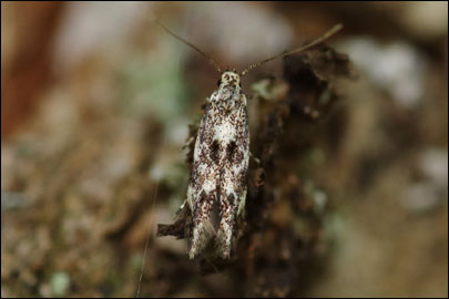 Dystebenna stephensi (Stainton, 1849) -  