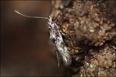 Dystebenna stephensi (Stainton, 1849) -  