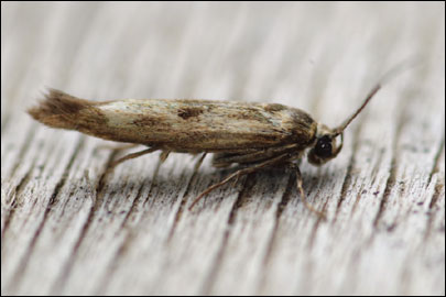 Scythris limbella (Fabricius, 1775) - ������� ���� �����������