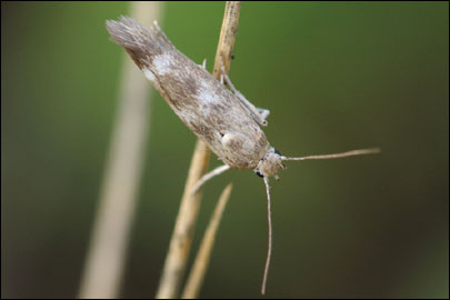 Scythris nigridorsella Nupponen, 2007 - ������� ���� ---