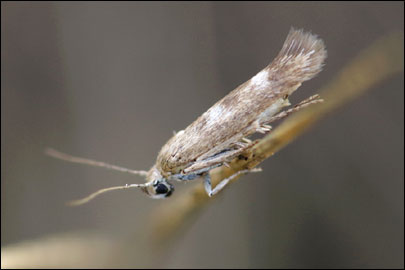 Scythris nigridorsella Nupponen, 2007 - ������� ���� ---