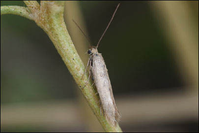 Scythris nigridorsella Nupponen, 2007 - ������� ���� ---