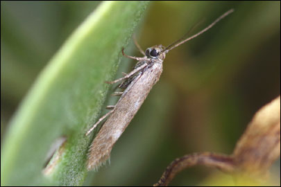 Scythris nigridorsella Nupponen, 2007 - ������� ���� ---