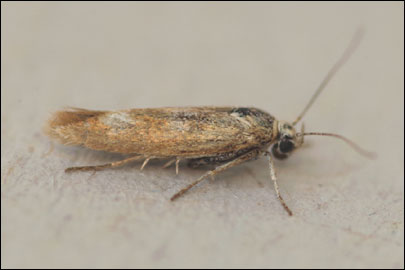Scythris nigridorsella Nupponen, 2007 - ������� ���� ---