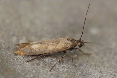 Scythris nigridorsella Nupponen, 2007 - ������� ���� ---