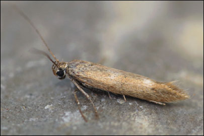 Scythris nigridorsella Nupponen, 2007 - ������� ���� ---