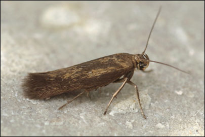 Scythris terrenella (Zeller, 1847) - ������� ���� ---