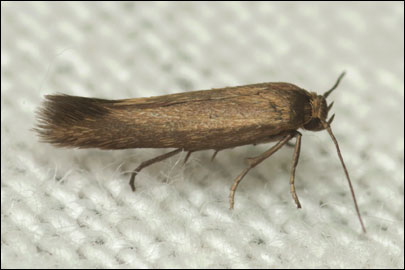 Scythris terrenella (Zeller, 1847) - ������� ���� ---