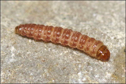 Stathmopoda pedella (Linnaeus, 1761) - ����������� ��������