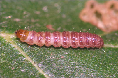 Stathmopoda pedella (Linnaeus, 1761) - ����������� ��������