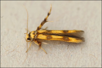 Stathmopoda pedella (Linnaeus, 1761) - ����������� ��������