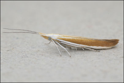 Ardania medelichensis (Krone, 1908) - ���������� ---