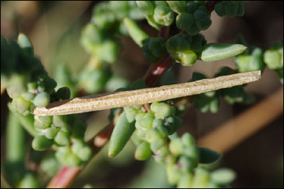 Casignetella superlonga (Falkovitsh, 1989) - ���������� ������������